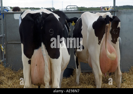 Les bovins de race Frisonne à l'Ouest et centrale de l'agriculture annuel Fife Juin 2006 Banque D'Images