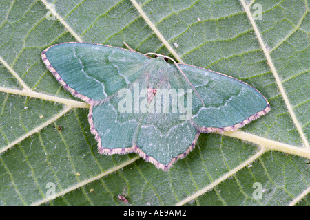 Hemithea aestivaria émeraude commun au repos sur les ailes avec des feuilles montrant ouvert et marquages Potton détail Bedfordshire Banque D'Images