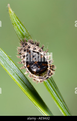 La coccinelle Exochomus pin 4 pustulatus chrysalide sur potton mélèze bedfordshire Banque D'Images