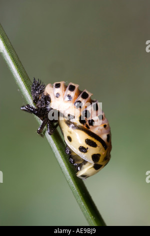 Ladybird Anatis ocellata nymphe aux yeux bleus sur l'aiguille de pin montrant marquages et potton détail bedfordshire Banque D'Images