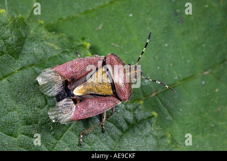 Dolycoris baccarum shieldbug velues sur feuilles présentant des caractéristiques et détails bedfordshire potton Banque D'Images