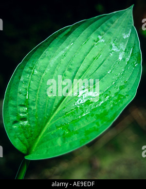 Vue rapprochée d'un feuille d'Hosta avec gouttelettes d'eau sur la surface Banque D'Images
