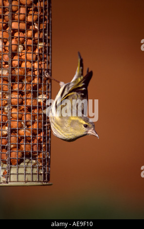 Tarin des aulnes, Carduelis spinus femelle, sur un convoyeur d'arachides dans jardin Banque D'Images