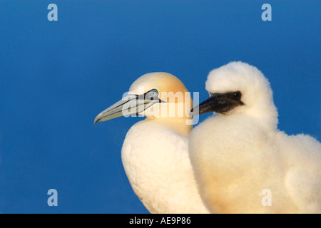 Fou de Bassan Morus bassanus poussin et mère de Bassan Îles Saltee Wexford Irlande Europe EU Banque D'Images