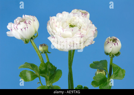 Turban Ranunculus, Perse (Ranunculus asiaticus hybride), fleurs, studio photo Banque D'Images