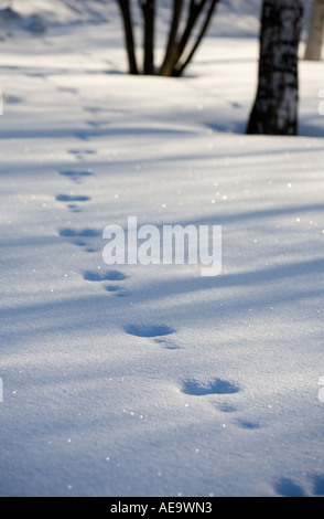 Ensemble d'anciennes pistes européennes de lièvre de montagne ( Lepus timidus ) , Finlande Banque D'Images