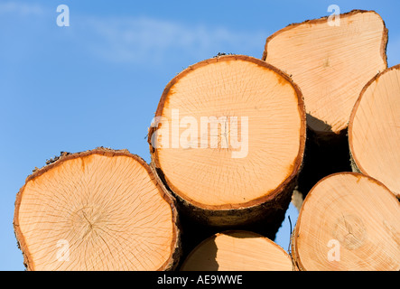 L'extrémité de bouleau à scie jaunâtre ( betula ) bois contre ciel bleu , Finlande Banque D'Images