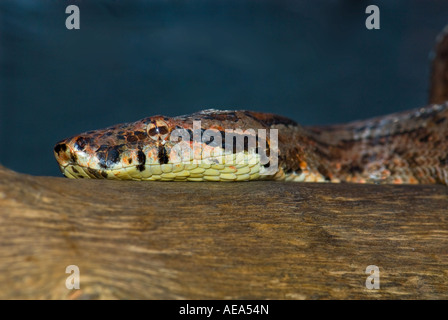 Boa Constrictor pacifique Candoia serpent bibronii Îles Fidji Au sud de la mer de Southsea Forêt Forêt tropicale du Pacifique Banque D'Images