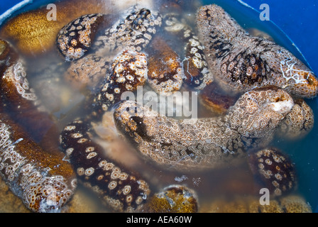 Rose comestible Holothuria edulis dans un marché aux poissons marché aux poissons de godet à Fidji, îles du Pacifique Sud de la mer de Southsea po NADI Banque D'Images