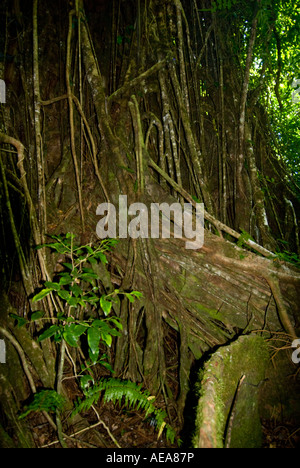 Falealupo Rainforest Préserver SAMOA Savaii forest canopy walkway plus de racines Banque D'Images