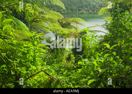 L'eau du bassin du lac LANOTOO dans la forêt tropical rainforest jungle tropique à APIA Samoa occidentales Samoa Upolu polynésie française poumon vert Banque D'Images