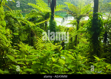 L'eau du bassin du lac LANOTOO dans la forêt tropical rainforest jungle tropique à APIA Samoa occidentales Samoa Upolu polynésie française poumon vert Banque D'Images