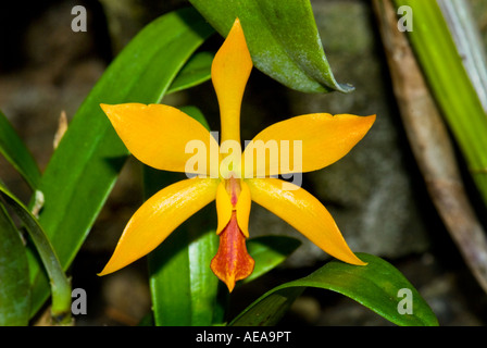 Orchidée fleur des champs l'agriculture de plantation Îles Fidji Au sud de l'océan Pacifique la mer de Southsea agriculteur ferme des terres Banque D'Images