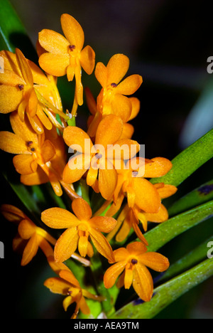 Orchidée fleur des champs l'agriculture de plantation Îles Fidji Au sud de l'océan Pacifique la mer de Southsea agriculteur ferme des terres Banque D'Images