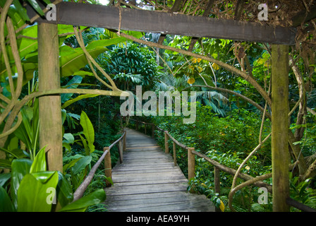 Fidji Îles au sud de la mer de Southsea Forêt Forêt tropicale du Pacifique l'abaca Nadi Jardin du Géant Dormant Banque D'Images
