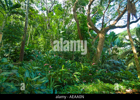 Fidji Îles au sud de la mer de Southsea Forêt Forêt tropicale du Pacifique l'abaca Nadi Jardin du Géant Dormant Banque D'Images
