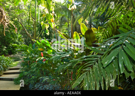 Fidji Îles au sud de la mer de Southsea Forêt Forêt tropicale du Pacifique l'abaca Nadi Jardin du Géant Dormant Banque D'Images