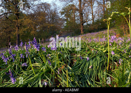 Jacinthes en bois Suffolk Banque D'Images