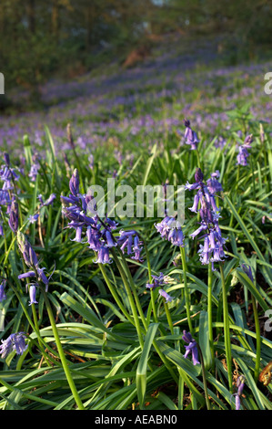 Jacinthes en bois Suffolk Banque D'Images