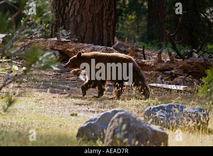 Un Ours noir Ursus americanus vallée de Yosemite YOSEMITE NATIONAL PARK CALIFORNIA Banque D'Images