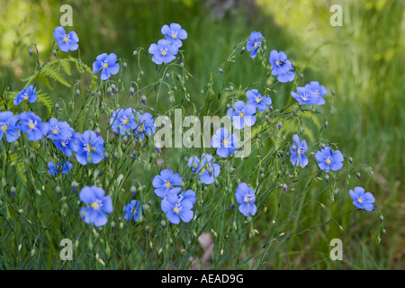 Fleurs bleu au printemps sur la vallée Yosemite National Park California Banque D'Images