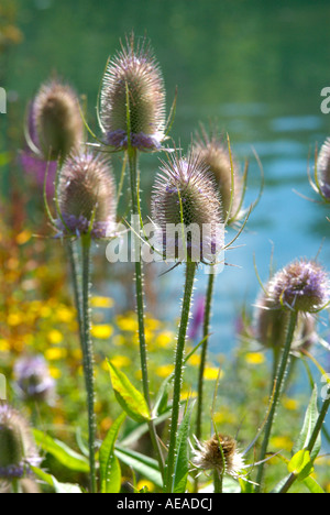 Cardère Dipsacus fullonum une plante qui pousse jusqu'à cinq pieds de haut avec les têtes de graine et rosy fleurs violettes Banque D'Images