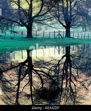 Arbres d'hiver avec des couleurs automnales reflétée dans le lac lake district cumbria england uk Banque D'Images