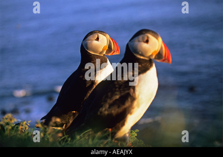 L'Islande, péninsule Latrabjarg, macareux, Fratercula arctica, perché sur les falaises Banque D'Images