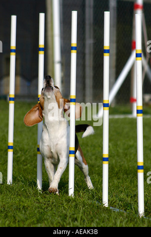 Howling Beagle dans l'armure polonais dans un concours d'agilité AKC dans Chatahm VA Banque D'Images