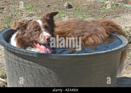 Border Collie se rafraîchir après avoir travaillé sur une ferme de moutons en Caroline du Nord Banque D'Images