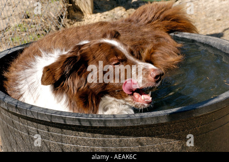 Border Collie rafraîchir et lécher les lèvres avec sa langue après avoir travaillé sur une ferme de moutons en Caroline du Nord Banque D'Images