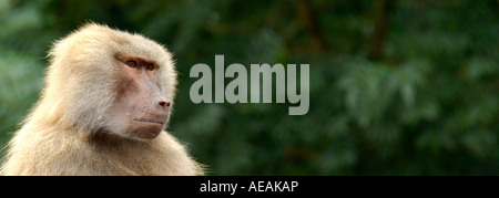 Large format panoramique close up head and shoulders portrait of Female Hamadryas Papio hamadryas Baboon Banque D'Images