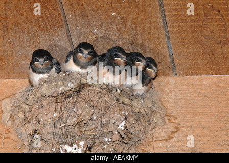 L'hirondelle rustique (Hirundo rustica), à la mendicité au nid poussins Banque D'Images