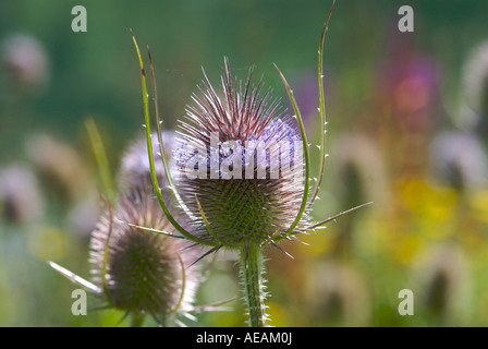 Cardère Dipsacus fullonum une plante qui pousse jusqu'à cinq pieds de haut avec les têtes de graine et rosy fleurs violettes Banque D'Images