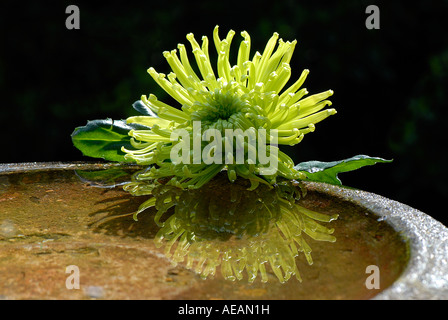 Un Chrysanthème Shamrock vert reflète dans un bain d'oiseau en pierre Banque D'Images