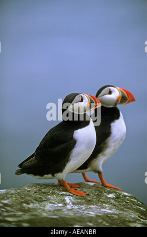 L'Islande, péninsule Latrabjarg, macareux, Fratercula arctica, perché sur les falaises Banque D'Images