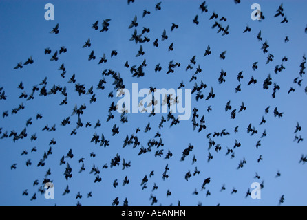 Une immense foule de pigeons circulant dans l'air au-dessus d'Oslo Norvège Banque D'Images