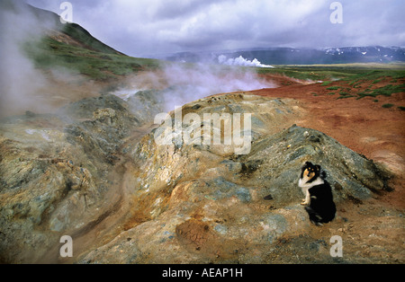 L'Islande, près de l'Gaesafjoll, au nord de Myvatn, le chien au milieu de boue et les évents de vapeur Banque D'Images