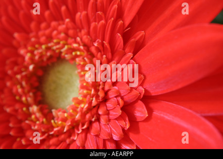 D'un plan macro gerbera rouge daisy Banque D'Images