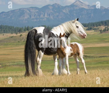 Gypsy Vanner Horse mare avec poulain Banque D'Images