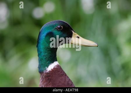 Canard colvert Angleterre Banque D'Images