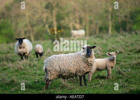 Les jeunes agneaux Brebis avec Blackfaced Cotswolds Angleterre Oxfordshire Banque D'Images