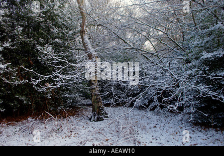 Arbres couverts de neige sur Londres Hampstead Heath Banque D'Images