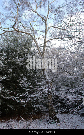 Arbres couverts de neige sur Londres Hampstead Heath Banque D'Images