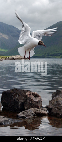 Pic par Howard Barlow mouette à tête brune WASTWATER Lakes District Banque D'Images