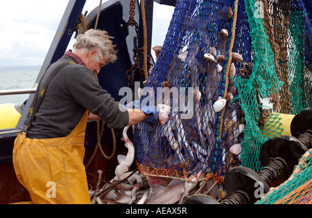 Vider les chaluts de pêche pêcheur d'être vidée sur le pont Banque D'Images