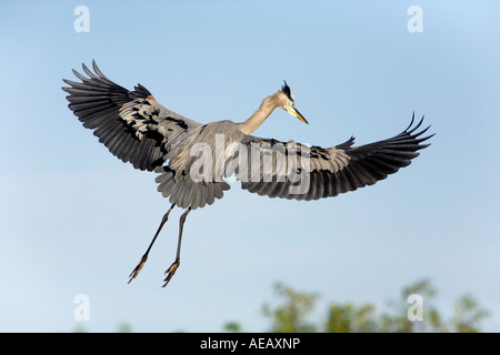 Un adulte Grand Héron retour à la terre retour à l'emplacement du nid Banque D'Images