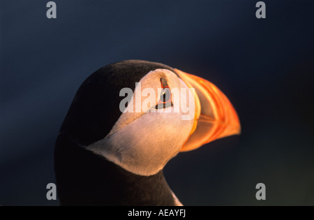 L'Islande, l'Westfjords Latrabjarg, péninsule, Macareux moine, Fratercula arctica Banque D'Images