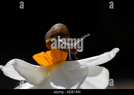 Un petit brun commun sur un escargot petit-cupped narcisse Banque D'Images