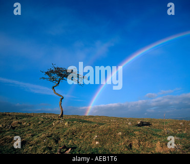 Le vent a balayé l'aubépine arbre et un double arc-en-ciel sur le mur d'Hadrien, Sentier National Parc National de Northumberland, Angleterre Banque D'Images